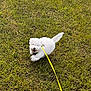 dog, puppy, white_dog, grass, leash, outdoor, happy, playful, animal, pet, nature, running, cute, fur, tail, daylight, young_dog, canine, fun, field