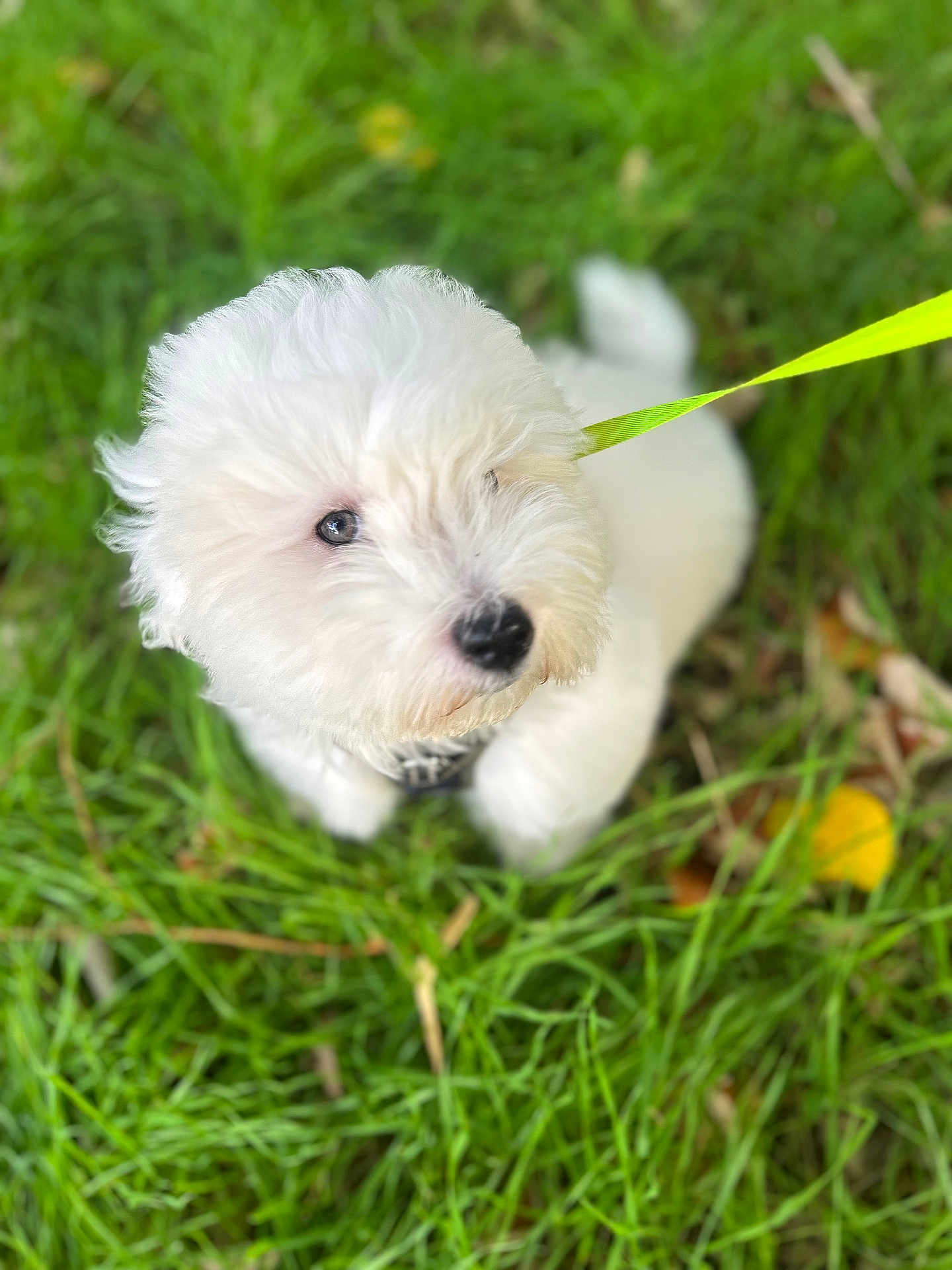 Angel participe au concours pour gagner de l'argent avec cette photo : puppy, dog, white_fur, fluffy, grass, leash, outdoor, pet, canine, nature, young_dog, cute, animal, fur, black_nose, green, small_dog, playful, summer, closeup