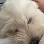 Angel a rejoint le concours — aidez-le/la à gagner de superbes lots ! dog, sleeping, white_fur, close_up, pet, animal, fluffy, nose, hand, resting, soft, indoor, bed, calm, cozy, fur, cute, domestic_animal, relaxing, companion