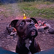 Savage Rose Starr joined the competition — help win amazing prizes! animal, black_dog, brown_dog, campfire, camping, canine, closeup, curious, dog, fire, fire_flame, forest, grass, nature, night, outdoor, pet, rocks, sitting, white_patch