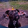animal, black_dog, brown_dog, campfire, camping, canine, closeup, curious, dog, fire, fire_flame, forest, grass, nature, night, outdoor, pet, rocks, sitting, white_patch