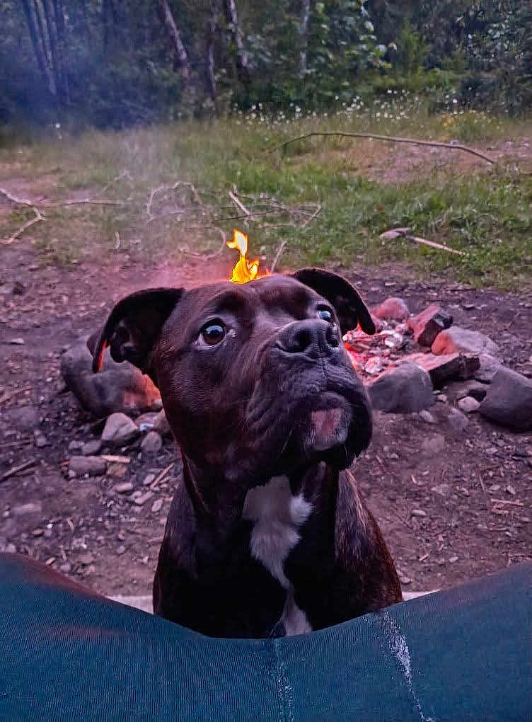 Savage Rose Starr joined the competition — help win amazing prizes! animal, black_dog, brown_dog, campfire, camping, canine, closeup, curious, dog, fire, fire_flame, forest, grass, nature, night, outdoor, pet, rocks, sitting, white_patch