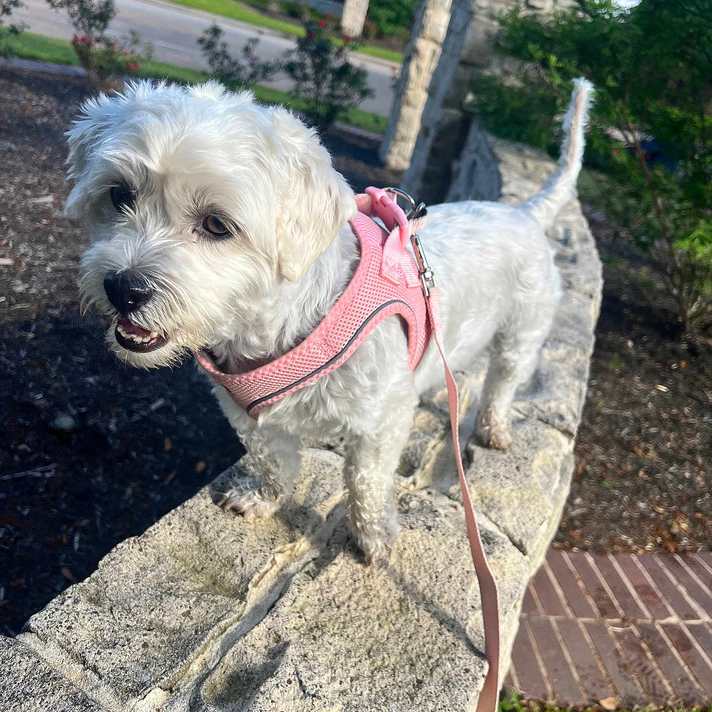 Bella is registered to the contest to win money with this photo: animal, canine, curious, daylight, dog, fur, greenery, harness, leash, nature, outdoor, park, pet, playful, sidewalk, small_dog, stone_wall, suburban, walking, white_dog