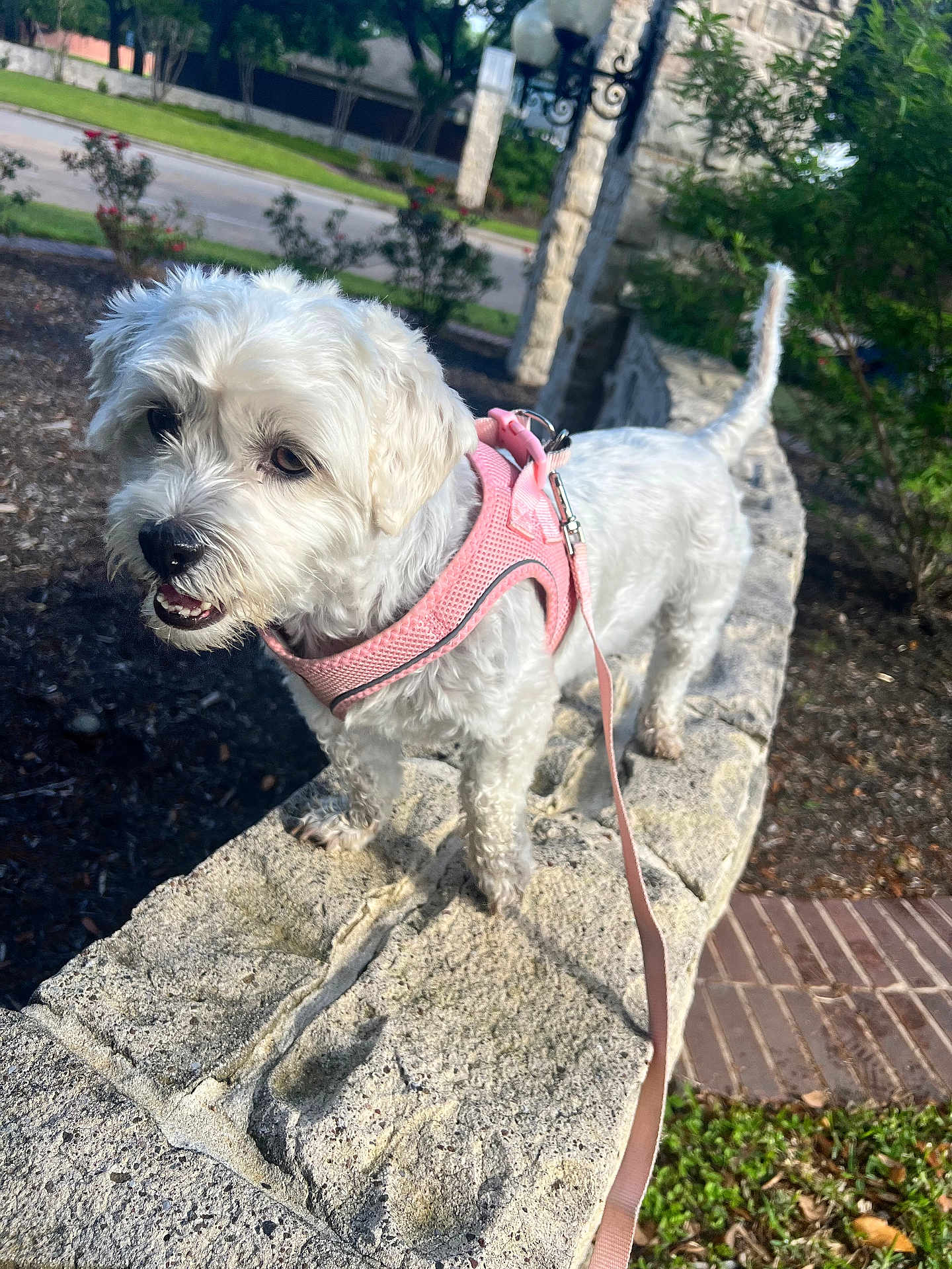 Bella is registered to the contest to win money with this photo: dog, white_dog, pet, outdoor, leash, harness, stone_wall, sidewalk, greenery, suburban, curious, small_dog, daylight, walking, animal, fur, canine, nature, park, playful