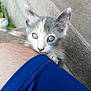 Bluey is registered to the contest to win money with this photo: kitten, cat, animal, pet, blue_eyes, fur, curious, playful, human_arm, blue_clothing, texture, concrete, close_up, young, claw, whiskers, outdoor, background, cute, feline