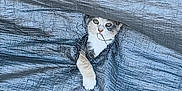 Bluey joined the competition — help win amazing prizes! cat, animal, curious, peeking, tarp, outdoor, paw, texture, gray, white, ground, hiding, cute, pet, small, face, whiskers, eyes, playful, adventure
