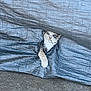 cat, animal, curious, peeking, tarp, outdoor, paw, texture, gray, white, ground, hiding, cute, pet, small, face, whiskers, eyes, playful, adventure