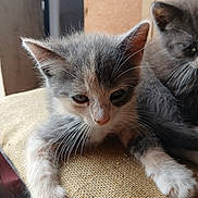 Bluey joined the competition — help win amazing prizes! kitten, cat, feline, pet, animal, cute, fur, whiskers, paw, cushion, indoor, resting, sleepy, closeup, texture, golden, soft_light, domestic, young, companion