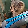 Bluey is registered to the contest to win money with this photo: kitten, cat, animal, curious, indoor, pet, feline, cute, young, whiskers, ears, blue, gray, white, closeup, playful, looking, small, domestic, soft