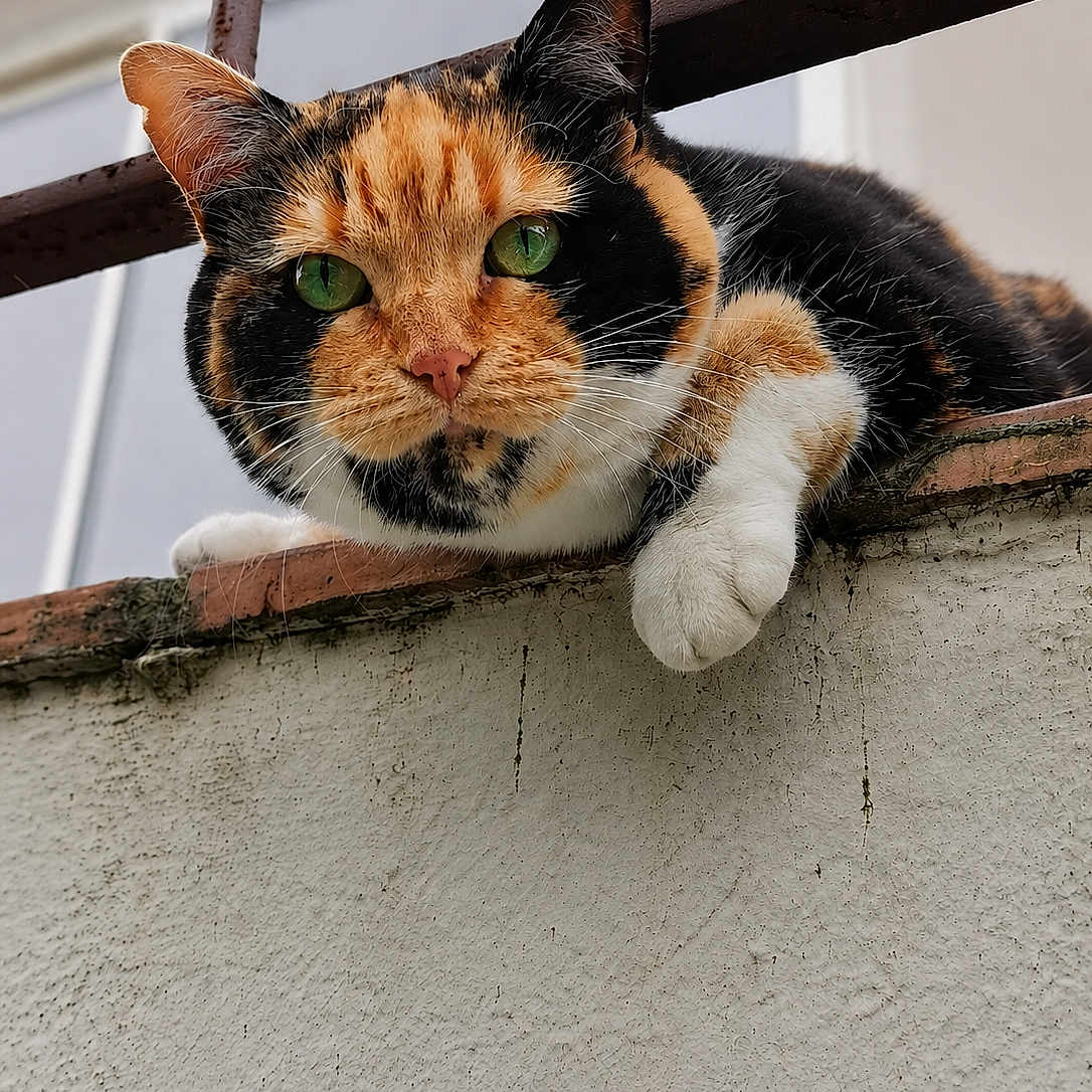 Minette a rejoint le concours — aidez-le/la à gagner de superbes lots ! cat, calico, green_eyes, feline, pet, animal, outdoor, ledge, rusty_metal, curious, relaxed, whiskers, fur, closeup, portrait, muzzle, paw, wall, texture, daylight