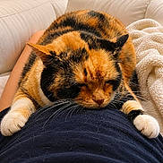 Minette participe au concours pour gagner de l'argent avec cette photo : calico_cat, cat, pet, animal, fur, paws, relaxing, indoor, sofa, blanket, person, lap, resting, cozy, comfort, orange, black, white, whiskers, home