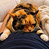calico_cat, cat, pet, animal, fur, paws, relaxing, indoor, sofa, blanket, person, lap, resting, cozy, comfort, orange, black, white, whiskers, home
