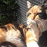 Minette a rejoint le concours — aidez-le/la à gagner de superbes lots ! animal, calico, cat, chair, closeup, cute, daylight, feline, fur, greenery, leaf, nature, outdoor, paw, pet, relaxing, resting, sunlight, whiskers, woven_texture