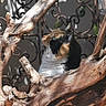 Minette participe au concours pour gagner de l'argent avec cette photo : cat, calico, tree_branch, wood, wicker, outdoor, sunlight, shadow, iron_fence, nature, pet, animal, curious, texture, garden, plant, closeup, daylight, feline, resting
