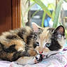 Minette participe au concours pour gagner de l'argent avec cette photo : animal, blanket, calico, cat, colorful, cozy, cute, ears, eyes, feline, fur, indoor, kitten, licking, paw, pet, resting, soft, whiskers, young