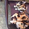 cat, calico_cat, animal, pet, chair, plastic_chair, outdoor, floor, stone_floor, two_cats, feline, relaxing, resting, looking_up, curious, domestic_animal, companions, fur, whiskers, tail