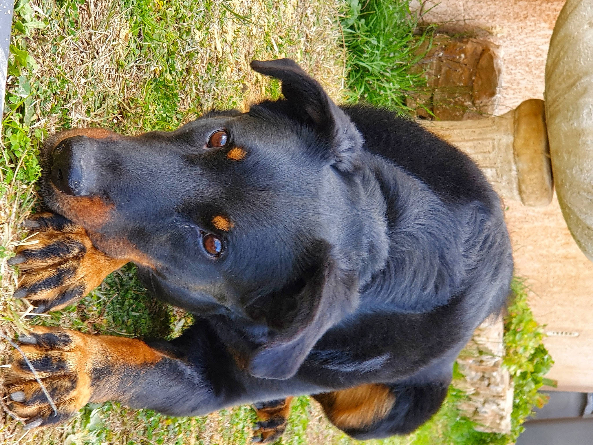 Nalya participe au concours pour gagner de l'argent avec cette photo : borador, carnivore, collar, companion_dog, dog, dog_breed, dog_collar, dog_supply, electric_blue, fur, grass, guard_dog, pet_supply, plant, snout, sporting_group, terrestrial_animal, whiskers, working_animal, working_dog