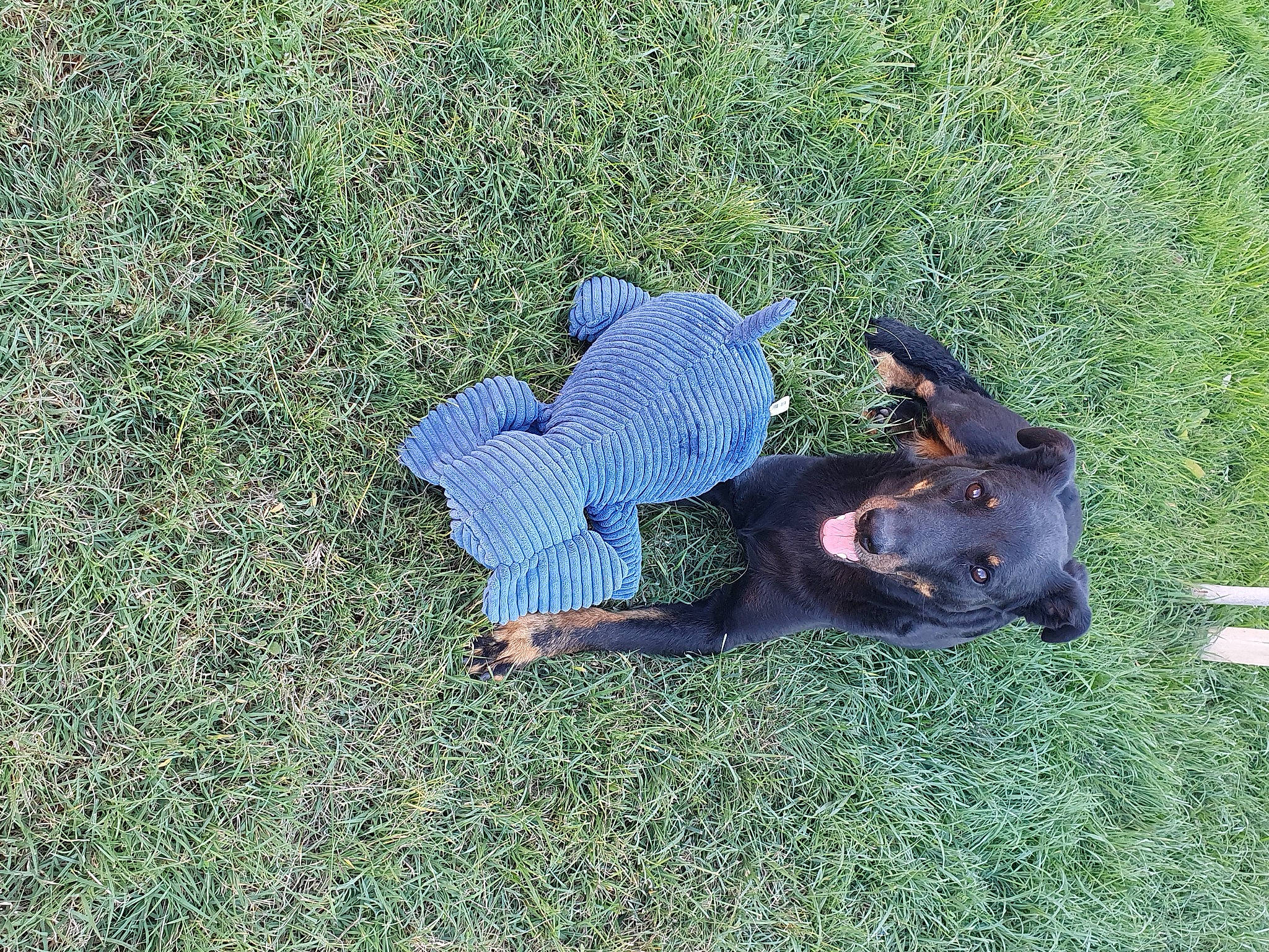 Nalya a rejoint le concours — aidez-le/la à gagner de superbes lots ! electric_blue, grass, grassland, groundcover, hat, lawn, pasture, people_in_nature, plant, shadow, sitting, soil, terrestrial_animal