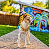 Prince is registered to the contest to win money with this photo: dog, gold_chain, pathway, graffiti, outdoor, sunlight, colorful, fence, grass, pet, animal, canine, portrait, standing, daytime, street_art, background, focused, cute, small_dog