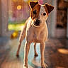 Prince joined the competition — help win amazing prizes! dog, canine, pet, indoor, wooden_floor, sunlight, warm_light, shadow, curious, brown_and_white, small_dog, portrait, standing, animal, domestic_animal, ears, flooring, sunbeam, dust_particles, background_blur