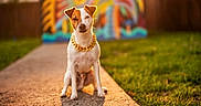 Prince joined the competition — help win amazing prizes! dog, chain, gold_chain, outdoor, path, grass, colorful_graffiti, sunlight, pet, animal, sitting, portrait, street_style, fence, daytime, blurred_background, canine, urban_art, casual, park