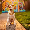 dog, chain, gold_chain, outdoor, path, grass, colorful_graffiti, sunlight, pet, animal, sitting, portrait, street_style, fence, daytime, blurred_background, canine, urban_art, casual, park