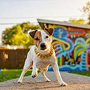 Prince is registered to the contest to win money with this photo: dog, pet, outdoor, sidewalk, gold_chain, graffiti, urban, playful, sunny, greenery, fence, building, canine, portrait, closeup, daylight, animal, small_dog, brown_and_white, cute