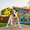dog, pet, outdoor, sidewalk, gold_chain, graffiti, urban, playful, sunny, greenery, fence, building, canine, portrait, closeup, daylight, animal, small_dog, brown_and_white, cute