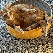Orange is registered to the contest to win money with this photo: animal, bed, carpet, cat, cozy, curious, cute, feline, fur, indoor, looking, orange_tabby, paws, pet, relaxed, resting, sunlight, texture, whiskers, wooden_bed