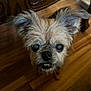 dog, small_dog, pet, animal, fur, ears, teeth, wooden_floor, table, wood_carving, indoor, curious, cute, close_up, face, canine, looking_up, brown_fur, domestic_animal, adorable