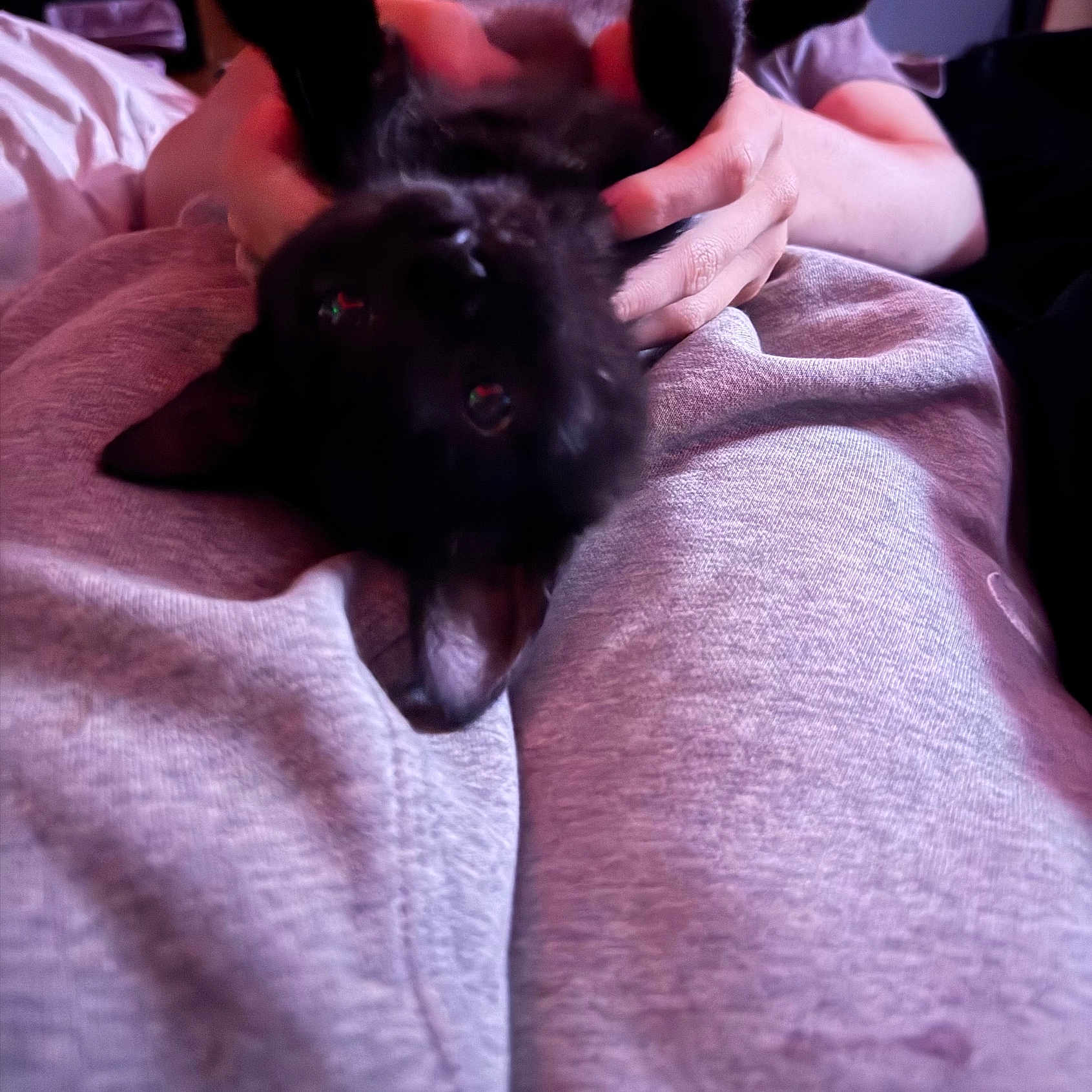 Zoe Jane joined the competition — help win amazing prizes! bed, black_dog, blanket, closeup, cozy, cute, dog, eyes, fur, hands, human_hands, indoor, pet, playful, portrait, puppy, relaxing, soft_lighting, sweatpants, upside_down