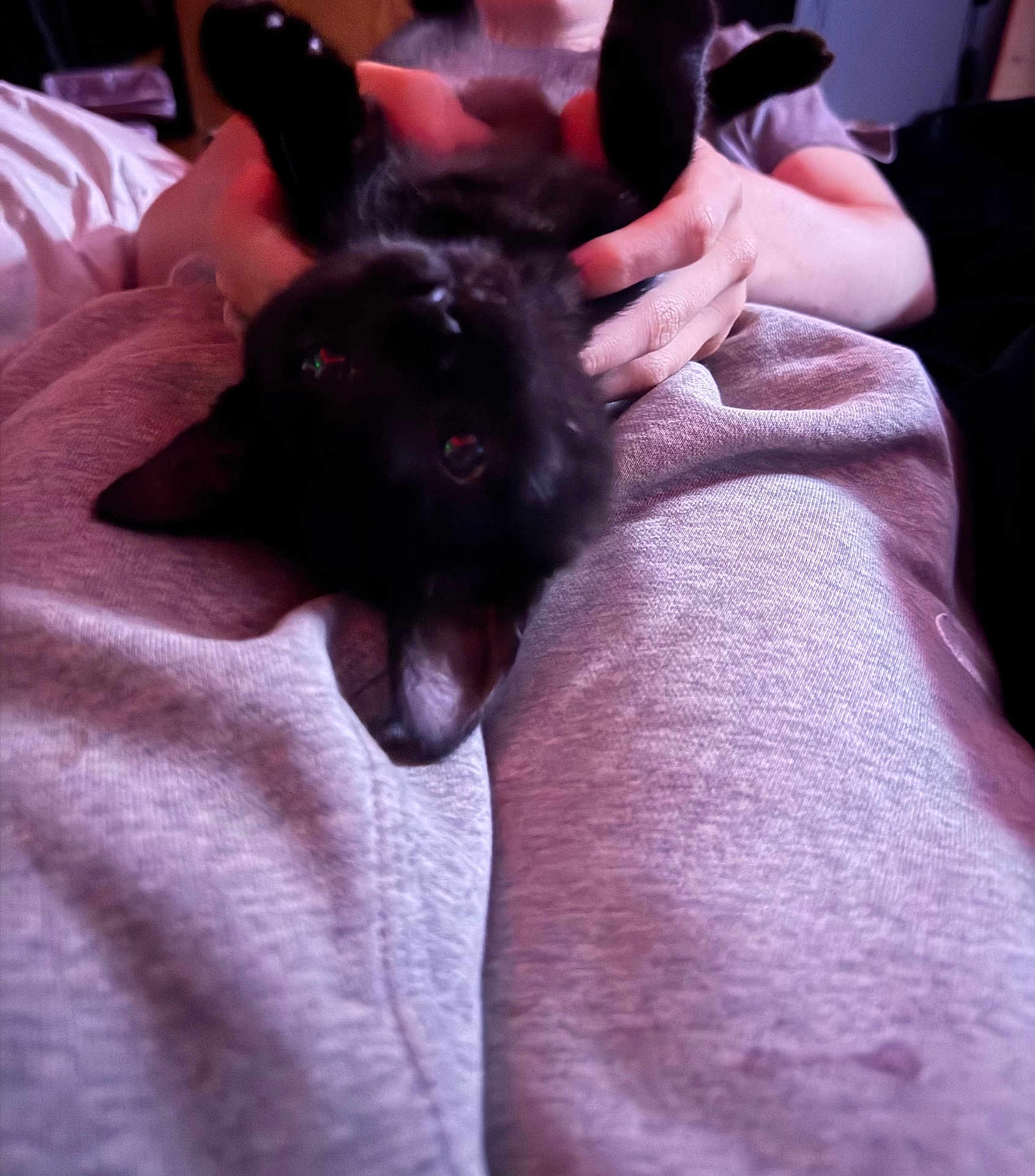 Zoe Jane joined the competition — help win amazing prizes! dog, puppy, black_dog, pet, upside_down, hands, blanket, bed, indoor, cute, playful, fur, eyes, closeup, portrait, human_hands, relaxing, sweatpants, soft_lighting, cozy