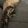 Didou a rejoint le concours — aidez-le/la à gagner de superbes lots ! cat, fluffy, sleeping, relaxed, stretching, couch, gray, fur, pet, indoor, remote_control, cozy, comfortable, animal, home, resting, whiskers, paws, mammal, feline
