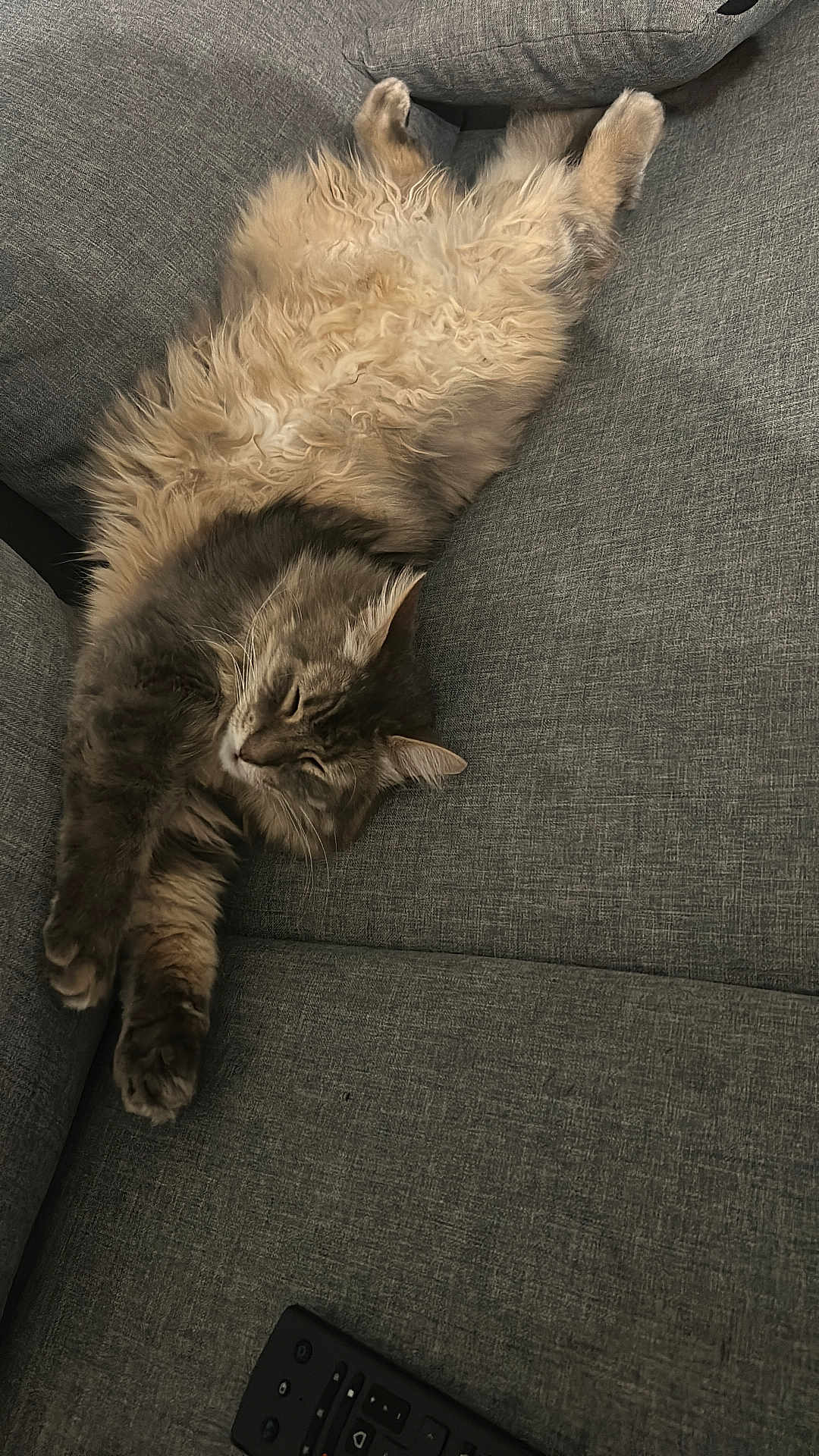 Didou a rejoint le concours — aidez-le/la à gagner de superbes lots ! cat, fluffy, sleeping, relaxed, stretching, couch, gray, fur, pet, indoor, remote_control, cozy, comfortable, animal, home, resting, whiskers, paws, mammal, feline