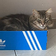 Didou participe au concours pour gagner de l'argent avec cette photo : cat, tabby, feline, box, blue, adidas, cardboard, pet, indoor, floor, tile, whiskers, fur, animal, cute, domestic, resting, sitting, eyes, ears