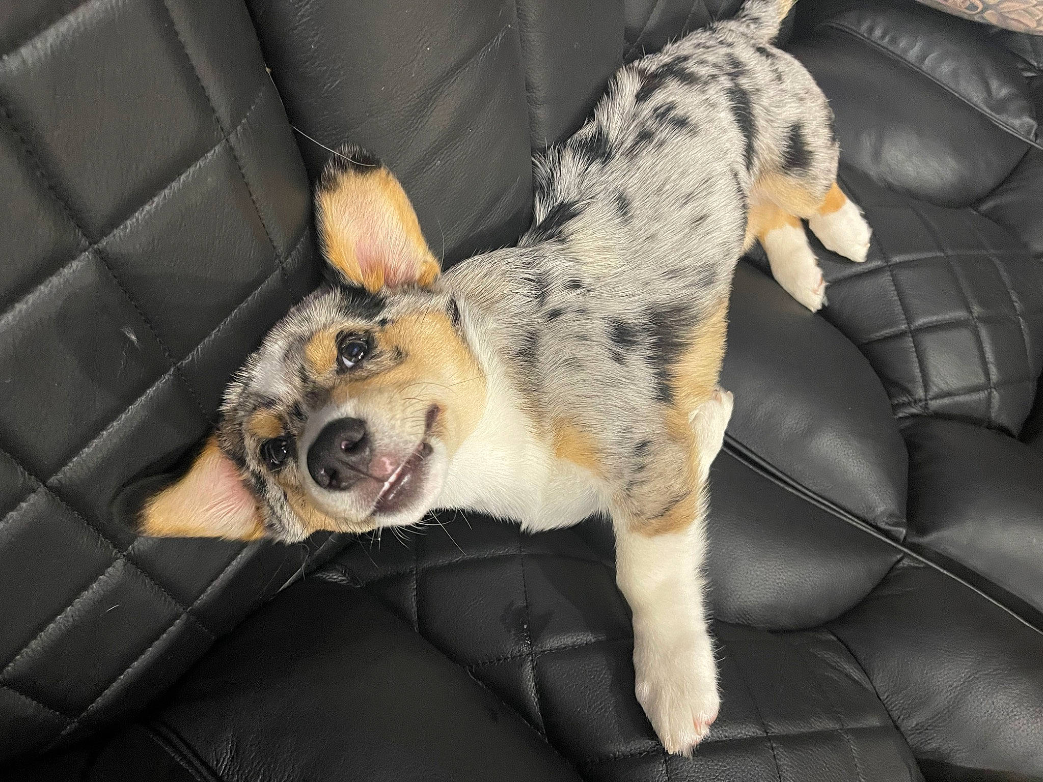 Griffin joined the competition — help win amazing prizes! canidae, carnivore, claw, clock, comfort, companion_dog, couch, dog, dog_breed, fawn, felidae, foot, fur, paw, small_to_medium_sized_cats, sporting_group, tail, terrestrial_animal, whiskers, wildlife