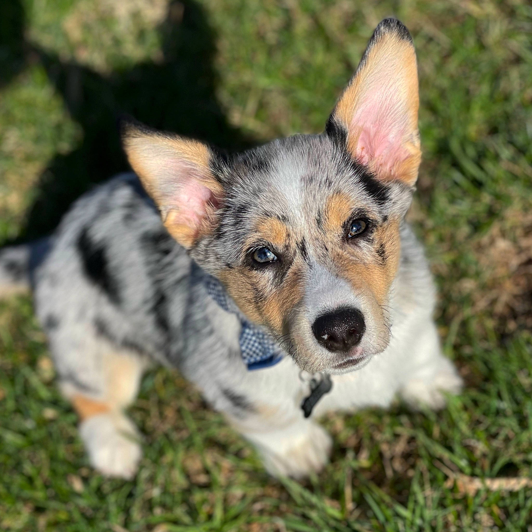 Griffin is registered to the contest to win money with this photo: canidae, carnivore, companion_dog, dog, dog_breed, eye, grass, head, houseplant, plant, recreation, snout, terrestrial_animal, whiskers, wildlife, working_dog