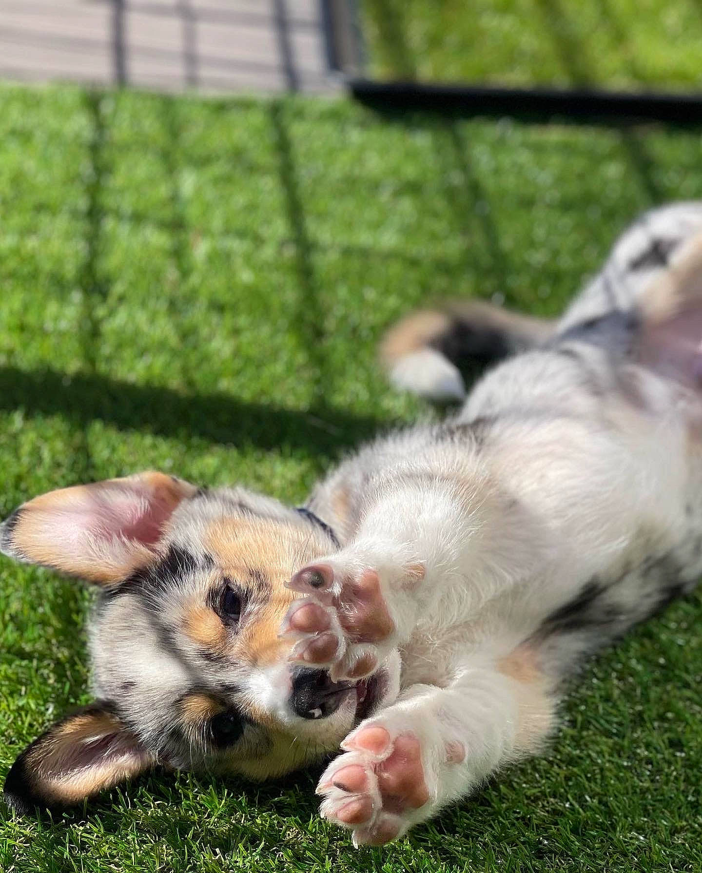 Griffin is registered to the contest to win money with this photo: canidae, carnivore, companion_dog, dog, dog_breed, fawn, fence, fur, grass, mesh, paw, puppy, snout, sporting_group, tail, terrestrial_animal, whiskers, wire_fencing, working_dog