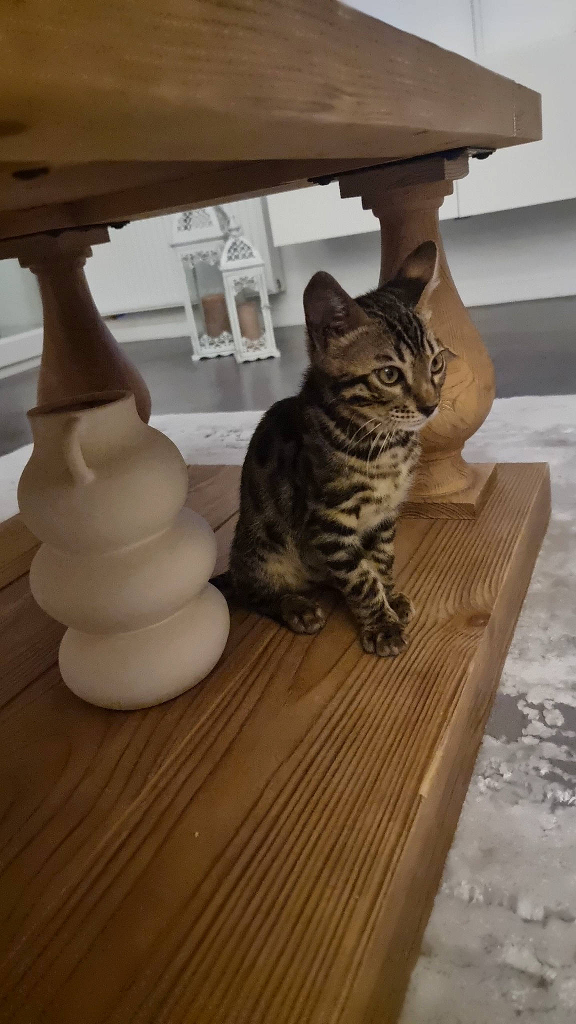 Chico participe au concours pour gagner de l'argent avec cette photo : carnivore, cat, domestic_short_haired_cat, felidae, floor, flooring, fur, hardwood, laminate_flooring, pet_supply, plywood, small_to_medium_sized_cats, table, tail, varnish, vehicle, whiskers, wood, wood_flooring, wood_stain