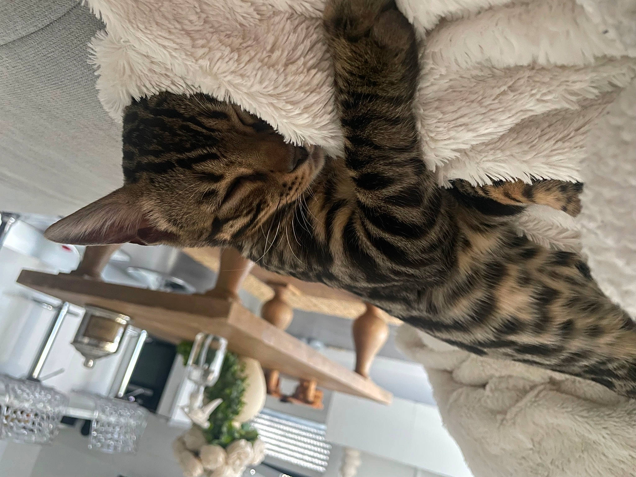 Chico participe au concours pour gagner de l'argent avec cette photo : beak, big_cats, building, fawn, feather, felidae, foot, fur, gesture, giraffe, human_leg, plant, small_to_medium_sized_cats, snout, tail, terrestrial_animal, tree, whiskers, window, wing