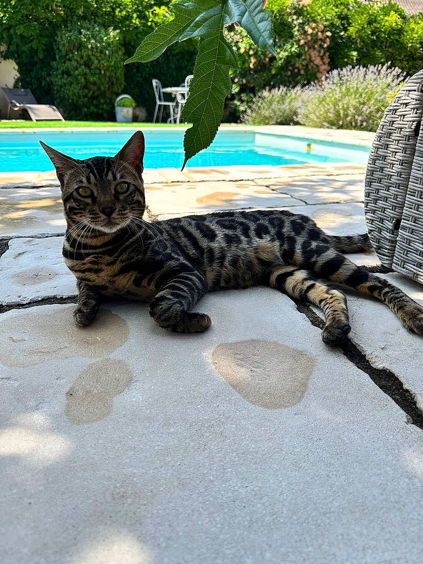 Chico a rejoint le concours — aidez-le/la à gagner de superbes lots ! carnivore, cat, claw, domestic_short_haired_cat, felidae, fur, grass, green, houseplant, plant, road_surface, sitting, small_to_medium_sized_cats, snout, tail, terrestrial_animal, tree, water, whiskers, window