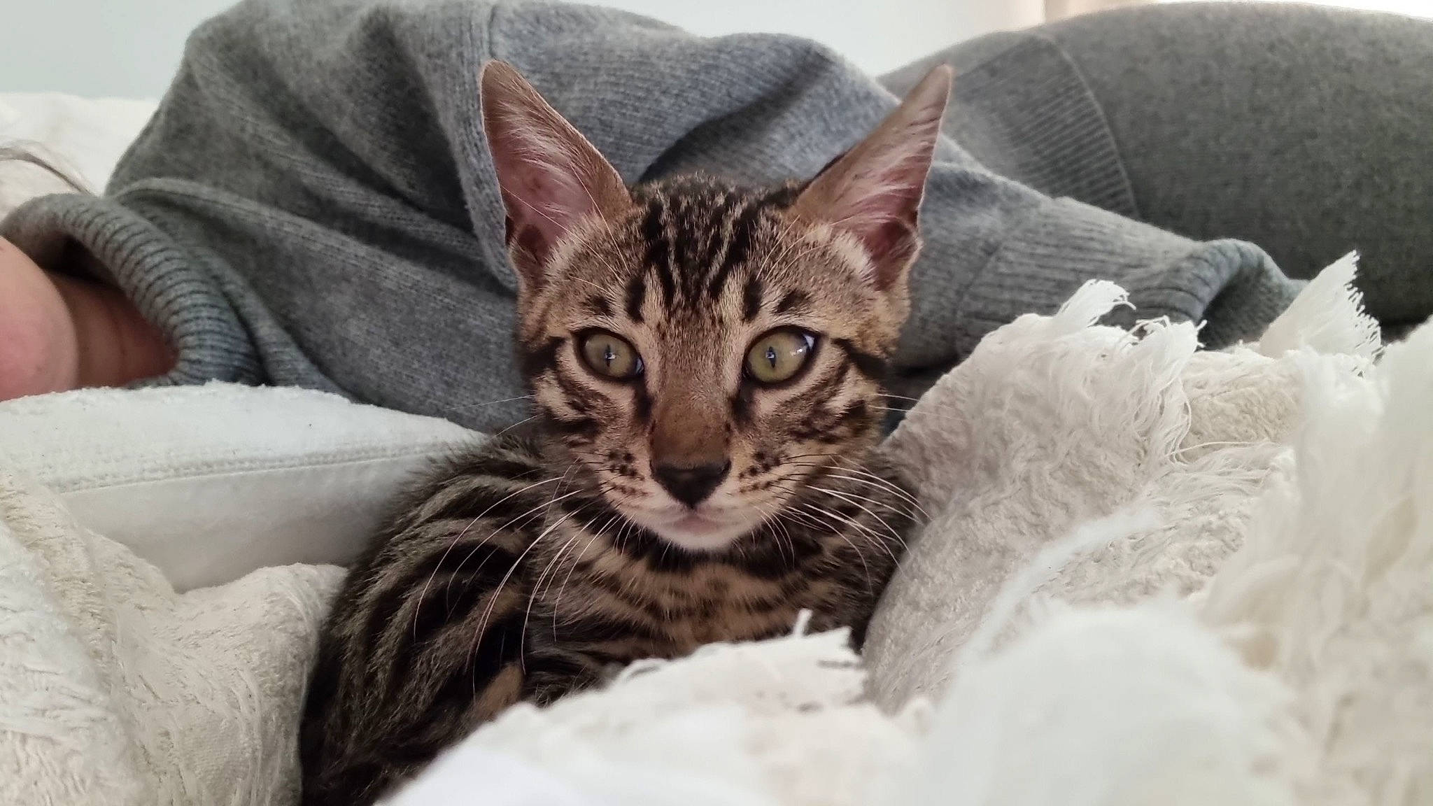 Chico a rejoint le concours — aidez-le/la à gagner de superbes lots ! bedding, carnivore, cat, cat_supply, claw, comfort, domestic_short_haired_cat, eye, fawn, felidae, fur, linens, mammal, paw, sitting, small_to_medium_sized_cats, snout, terrestrial_animal, whiskers, wildlife