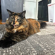Twix is registered to the contest to win money with this photo: animal, cabinet, carpet, cat, cute, domestic, ears, feline, floor, fur, home, indoor, kitchen, pet, refrigerator, relaxed, tail, tongue_out, tortoiseshell, whiskers