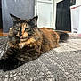 animal, cabinet, carpet, cat, cute, domestic, ears, feline, floor, fur, home, indoor, kitchen, pet, refrigerator, relaxed, tail, tongue_out, tortoiseshell, whiskers