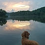 animal, boat, calm, clouds, curly_fur, dog, evening, lake, landscape, nature, outdoor, peaceful, reflection, riverbank, scenic, serene, sky, sunset, trees, water