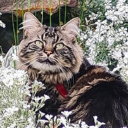 Batignolle a rejoint le concours — aidez-le/la à gagner de superbes lots ! animal, cat, close_up, collar, ears, eyes, flowers, fluffy, garden, greenery, long_hair, nature, outdoor, pet, portrait, red_collar, sitting, tabby, whiskers, white_flowers