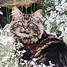 animal, cat, close_up, collar, ears, eyes, flowers, fluffy, garden, greenery, long_hair, nature, outdoor, pet, portrait, red_collar, sitting, tabby, whiskers, white_flowers