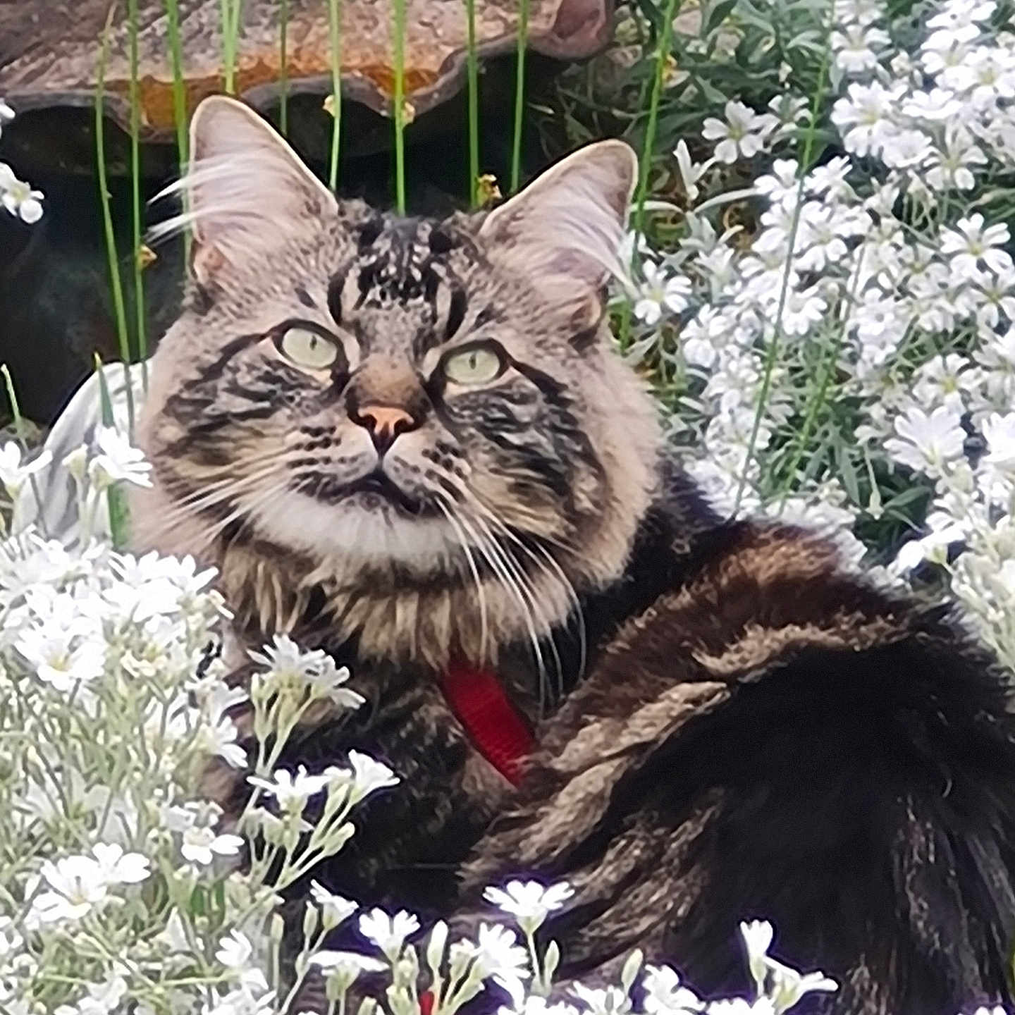 Batignolle a rejoint le concours — aidez-le/la à gagner de superbes lots ! animal, cat, close_up, collar, ears, eyes, flowers, fluffy, garden, greenery, long_hair, nature, outdoor, pet, portrait, red_collar, sitting, tabby, whiskers, white_flowers