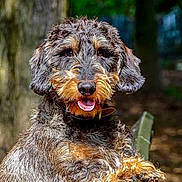 Gordon participe au concours pour gagner de l'argent avec cette photo : animal, canine, curly_fur, daylight, dog, friendly, fur, green, happy, leisure, mammal, nature, outdoor, park_bench, pet, playful, portrait, tongue_out, tree, woodland