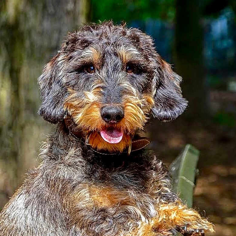 Gordon participe au concours pour gagner de l'argent avec cette photo : animal, canine, curly_fur, daylight, dog, friendly, fur, green, happy, leisure, mammal, nature, outdoor, park_bench, pet, playful, portrait, tongue_out, tree, woodland
